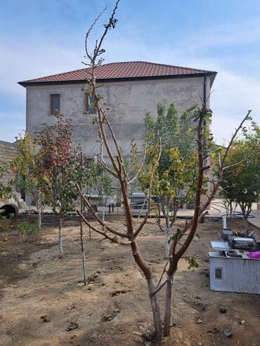 Çöl bitkiləri: Məhsul: Həyət üçün meyvə ağacı (Tut agaci XAR TUT ) 2 ededdir Biri 50 — 2