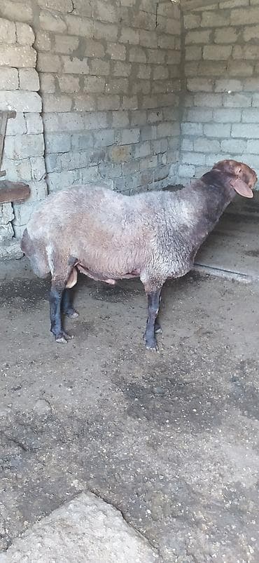 it adlari qiz: Qala cinsi Erkek 2 yaş 4 ayliqdi qizgin erkekdi sürmeyi süperdi — 3