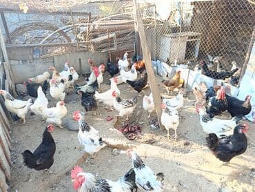 породистые собаки в добрые руки: Курица, Для разведения — 3