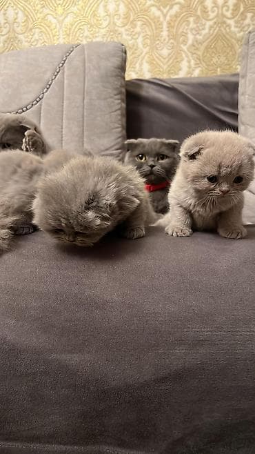 pişik yuva: Şotland — 9