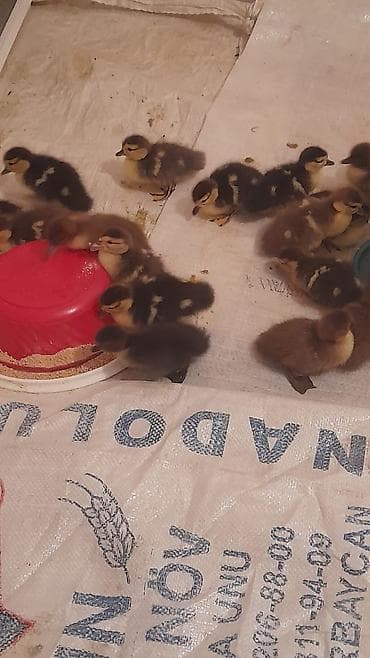 Птицы: Krasnadar zümrüdü 22dene bala 5 m — 5