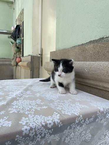 pisik ag: Erkək, Yaxşı əllərə — 5