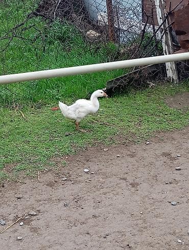 balaca pişik: Məhsul: Ağ linda qaz balaları Təsvir: - Təbiətdə sərbəst otarılmış — 1