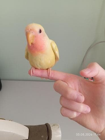 geref qus: 🐦 Sevgi (nerazlucnik) papuqayı balaları satılır 🐣 1 ay yarımlıqdılar — 4
