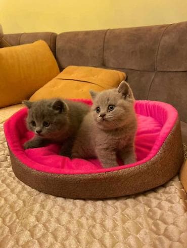 Britan, Ödənişli çatdırılma