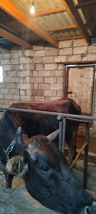 ebres ag quyruq: Ətlik di 1 qarın doğub real alıcılar Narahat etsin — 3