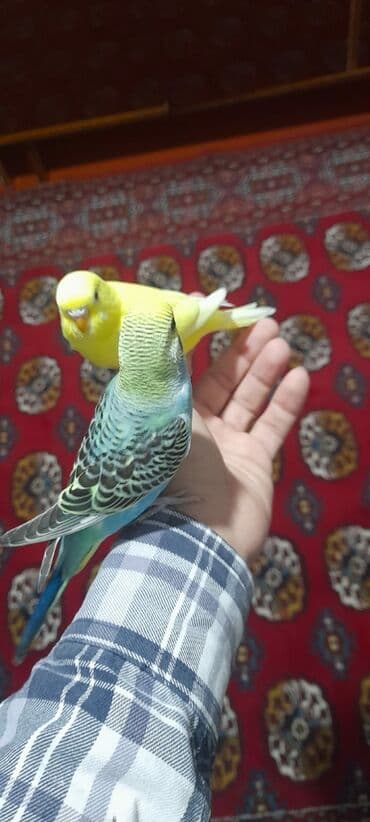 Quşlar 10azn sumqayit