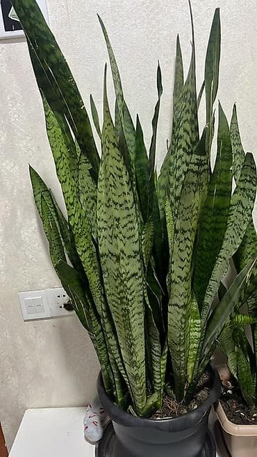 Buket güllər: Sansevieria (Qayın dili) – dekorativ otaq bitkisi - Növ: Sansevieria — 2
