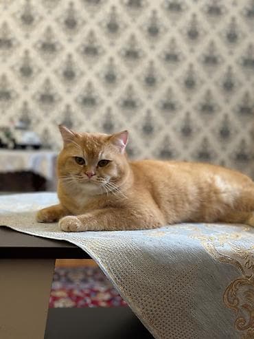 Erkək, Ünvandan götürmə, Ödənişli çatdırılma