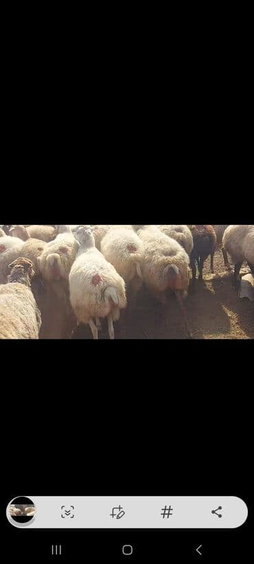 bakida cins ineklerin satisi: Satlır — 4