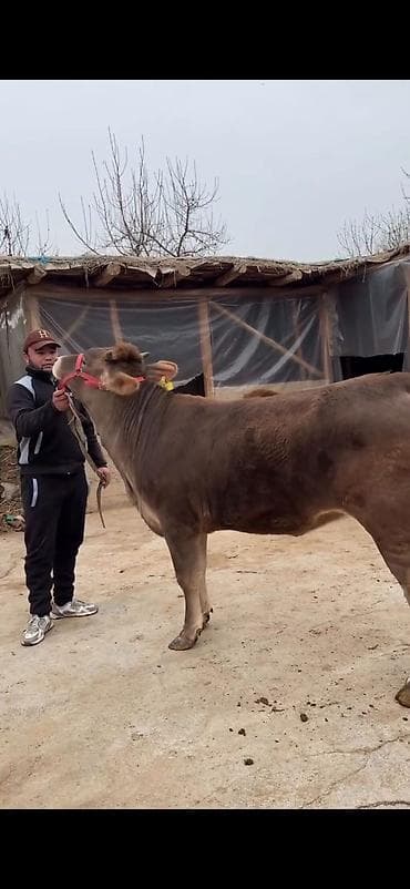 Dana, buzov: Satılır: Qaramal – erkək dana - Cins: yerli tip, qəhvəyi rəngli, ağ — 6