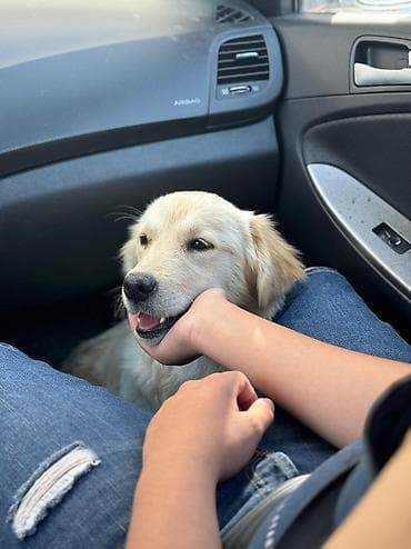 gold şınşıla: Retriever, 5 ay, Erkek, Pulsuz çatdırılma — 4