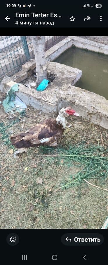 Keçi, çəpiş: Ordek 35 azn — 2