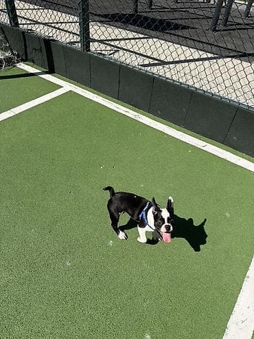 İtlər: Erkek, Peyvəndli — 4