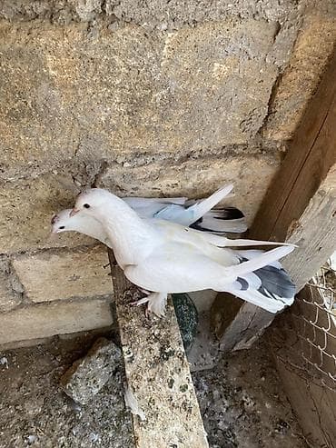 feniks quşu: Hazır cütdüler erkey badam leleydi maya çılpaq dı tutulmadı ikside — 2