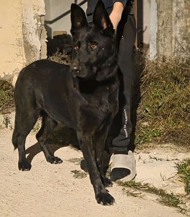 немецкая овчарка цена в баку: Немецкая овчарка — 11