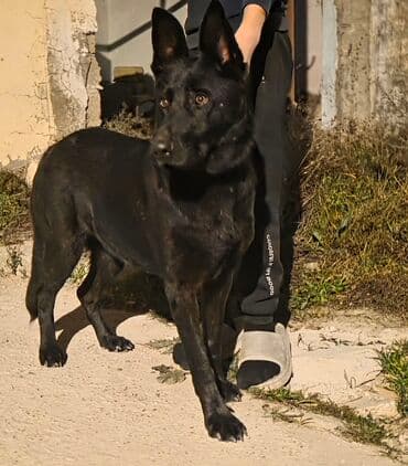 afçarka itləri: Endirim olacaq raboçi afçarka — 1