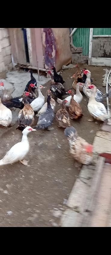Muscovy ördəkləri sürüsü - Cins: Muscovy (Hind ördəyi) - Rənglər: ağ lalafo.az -da Muscovy ördəkləri sürüsü - Cins: Muscovy (Hind ördəyi) - Rənglər: ağ