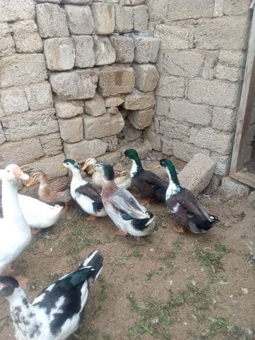 ördək balası və cücə: Dişi, Ətlik — 2