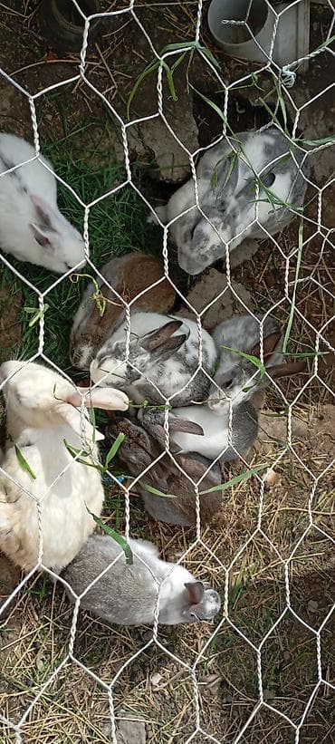 Ev şəraitində bəslənən dekorativ dovşanlar – müxtəlif rəng və