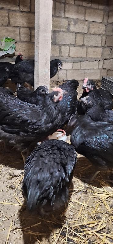 cucə və xoruz təmsil: 17 ədəd avstralop cücəsi 2 ay 20 günlüyündə biri 25 m 6 ədəd kənd — 4