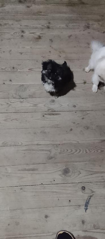 balaca şirin itler: Peyvəndli — 2