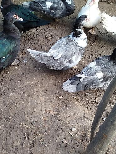 ördeyler: Lal ördəklər satilir 15 20 ədəd var yumurtluyurlar erkəklər 30 35 — 4