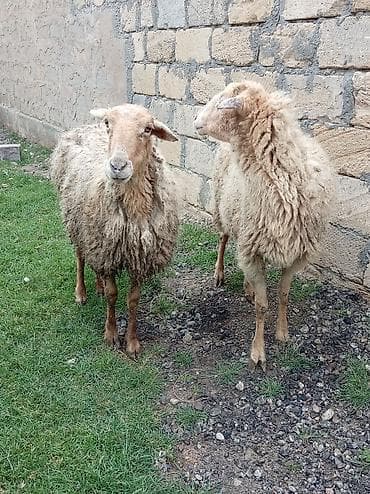 Mal-qara: Salam tam sağlam bağaz qoynlar 9 dənə yaşlıdılar endrimdə var — 4