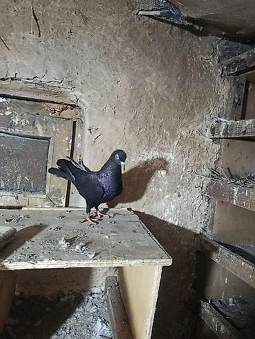 Heyvanlar üçün mallar: Cins göyərçinlər – dekorativ və uçuş üçün Hər birinin öz qiyməti var — 5