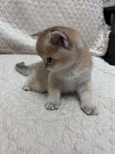 pişim: Britan, Pulsuz çatdırılma — 1