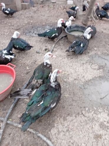 Gəmiricilər: Ördəklər — 10