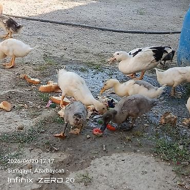 it adları erkek: 11 bala səsli ördəkdilər analarida yanlarındadı birdə macar erkey lal — 5