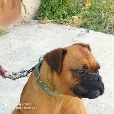 itlerin: Bokser, 1 il, Dişi, Peyvəndli, Pulsuz çatdırılma — 5