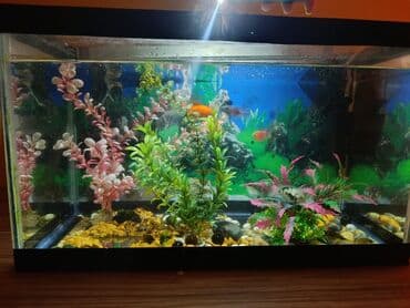 akvarium filterleri: Təcili satılır köclə — 10