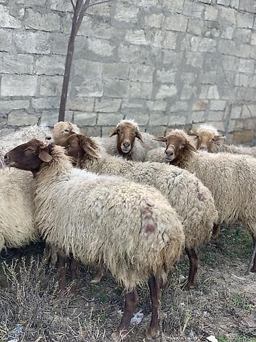 Boğaz Qoyunlar satılır sağlam heyvanlardı