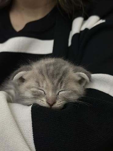 qurd basan: Şotland — 2