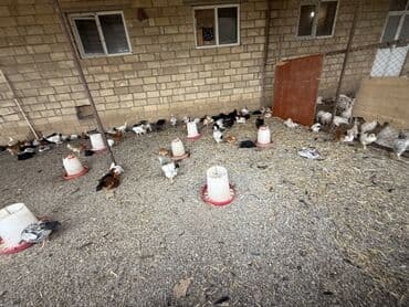 liqorin toyuqlar: Toyuq, Damazlıq — 2