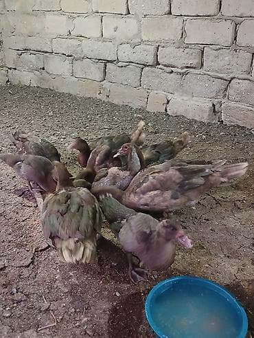 çöl ordeyi: Erkək, | Lal ördək, Damazlıq, Ünvandan götürmə — 7
