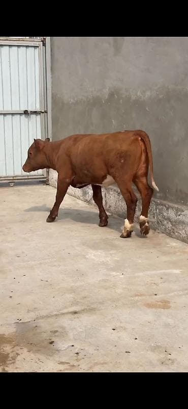 ordək balası və cucə: Oz təsərrüfatmdan satiram 6 ayliq temiz simental duge disi — 2