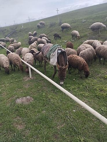 heyvan per page 40: Qoyun eşşeydi - Güclü və dözümlü işlək heyvan - Otlaq və dağlıq — 3