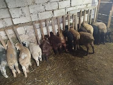 Quzular – müxtəlif rənglərdə və tipdə - Təsvir: Şəkillərdə gördüyünüz