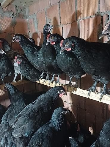 Cücələr: Avstrolorp ve amarok(xarkov) xoruzlari ve mehdud sayda fereler Məhsul — 4