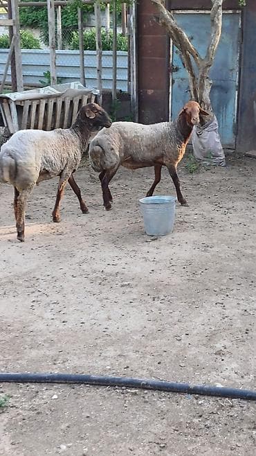 cuce yem qabi: Qurbanlıq toğlu. erkək diri cəki 10 manata satılır ünvan Binə — 1