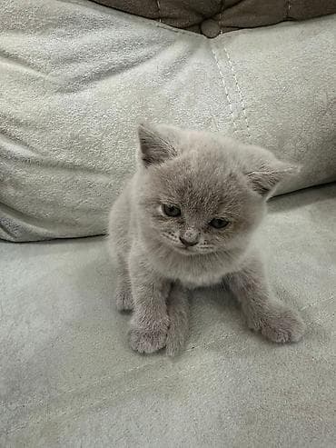 siam pişiyi: Britan — 3