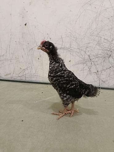 setteri it cinsi: 35 gunluynde satlax yen ayin 15 ineler vursan sora satwa cixacxa tam — 6