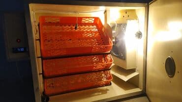 inqubator satisi: Qəbələdə 400 yumurtalıq əla keyfiyyətli yeni inkubator satılır — 3