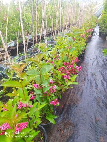 Qazon landşaft #qazon #torf #torf250litrlik Ekolayf #ekolayf balaken