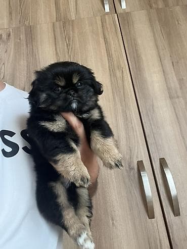 heyvanlar: Pekines, 2 ay, Dişi, Peyvəndli — 3