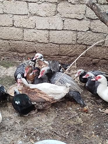 beyleqan sortu qoyun: Lal ördəklər satilir amerikan,yerli və başq növdə var qiymətlər — 9