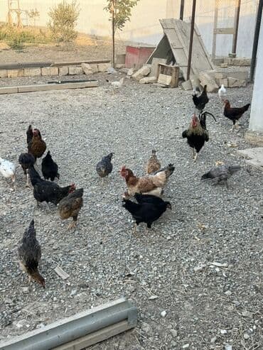 cücə və xoruz: Toyuq, Australorp, Brama, Damazlıq, Ünvandan götürmə — 29